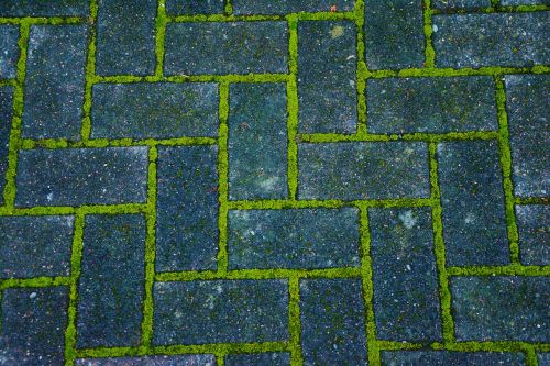 patch paving stones moss