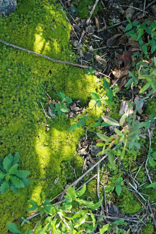 Patch Of Green Moss