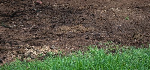 Patch Of Horse Manure