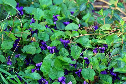 Patch Of Violet Flowers