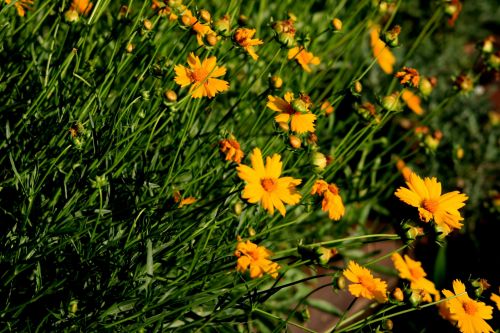 Patch Of Yellow Daisies