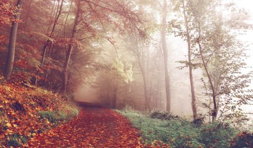 path woods autumn