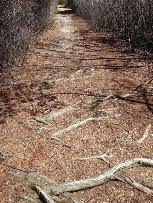 path nature branches