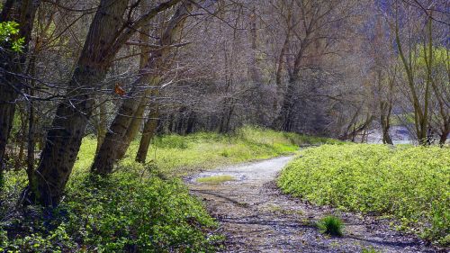 path trail landscape