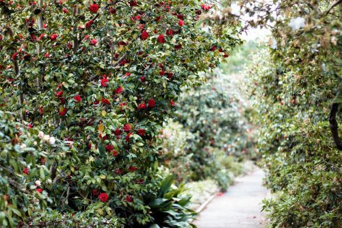 path walk greenery