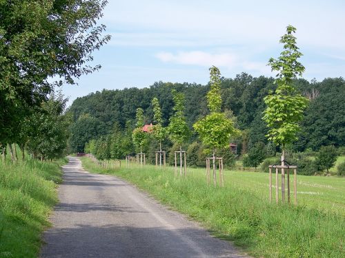 path trees nature