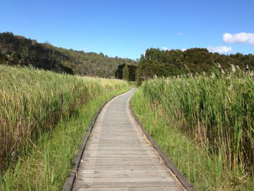 path timber track