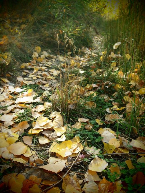 path forest nature