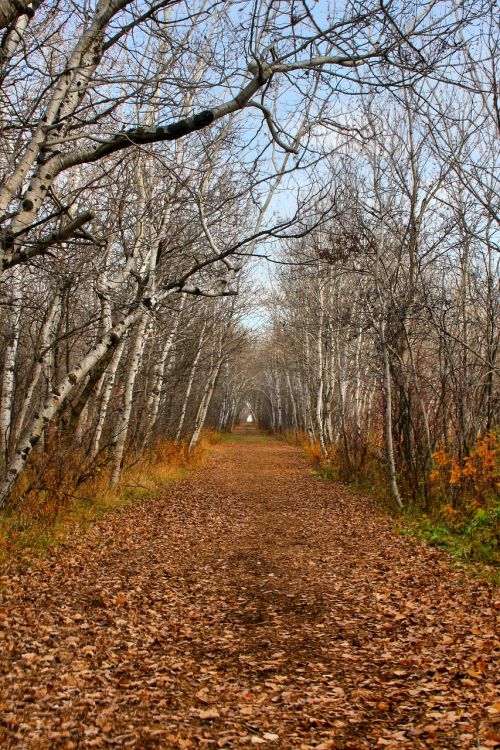 path fall autumn