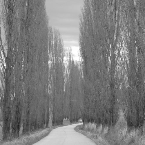path trees road