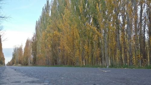 path alamos trees