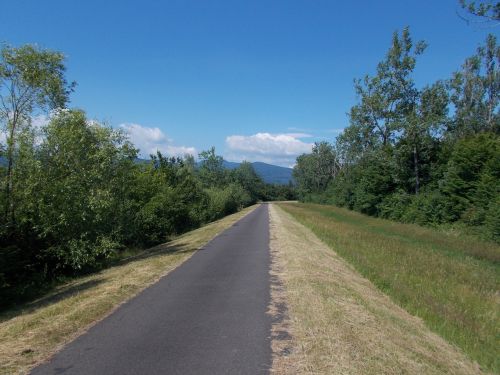 path forest nature