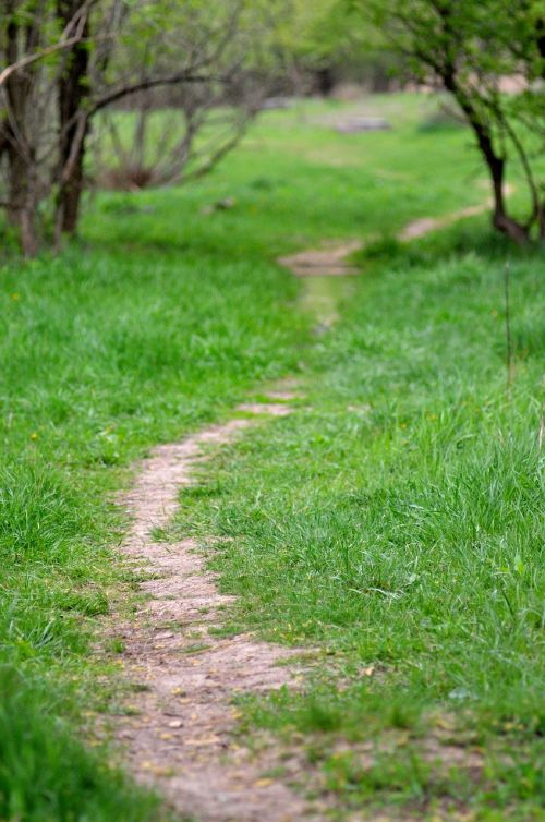 path greens trees