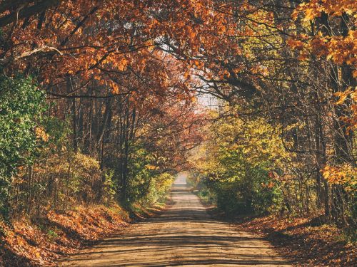 path road trees