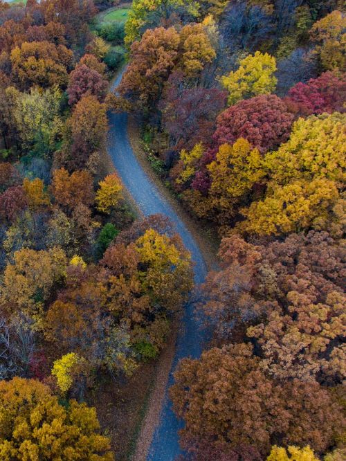 path road trees