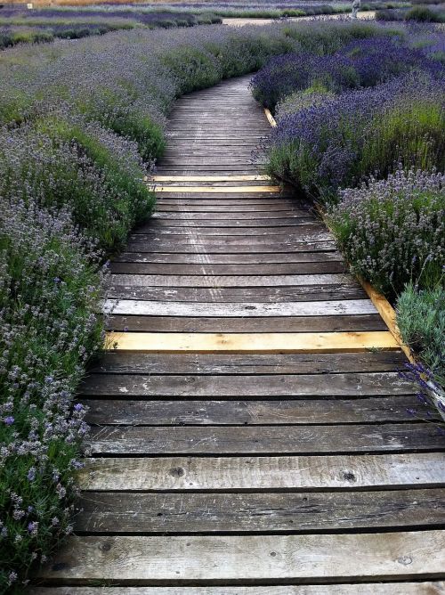 path lavender wood planks