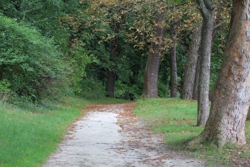 path in the forest forest