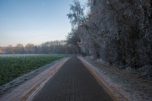 path forest way