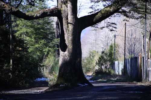 path tree pucon