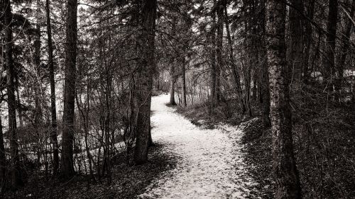 path forest snow