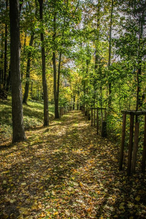 path autumn trees