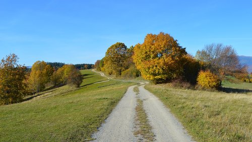 path  autumn  nature