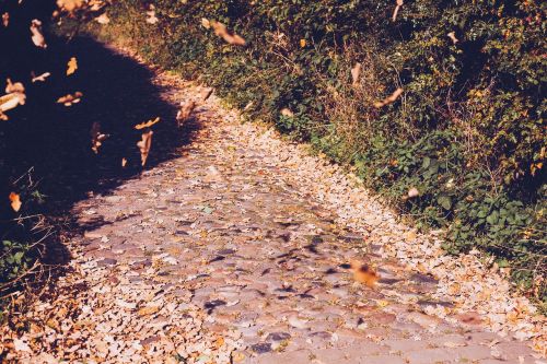 path field path nature