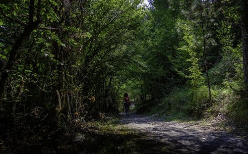 path  walk  forest