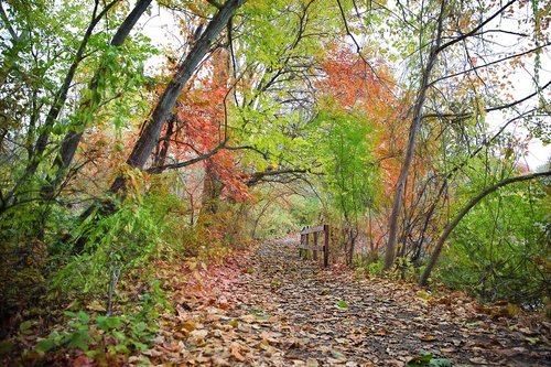 path  fall  autumn