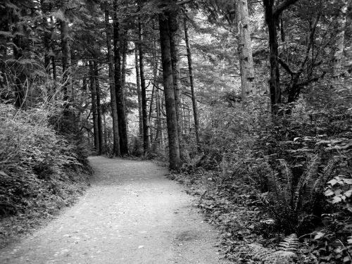 path woods black and white