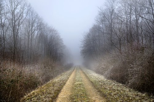 path  forest  winter