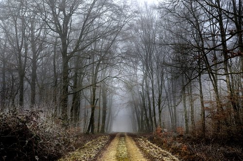 path  forest  winter