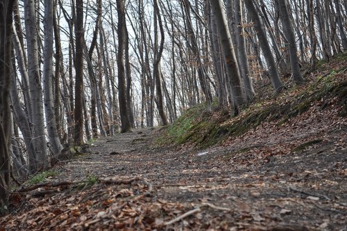 path  hiking  trail