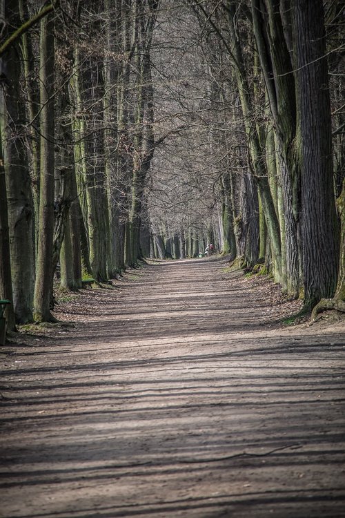 path  alley  trees