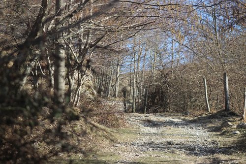 path  woods  hiking