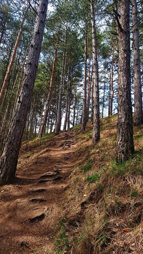 path  forest  walkway