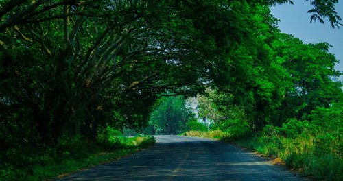 path  green  tree