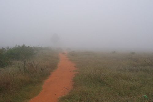 path mist nature