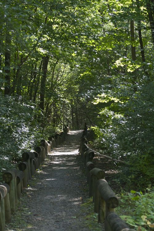 path garden nature