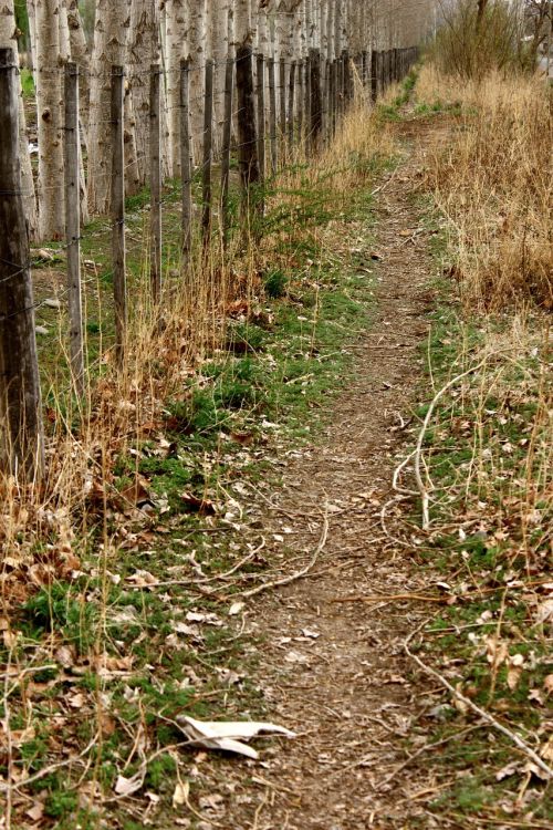path leaves trail