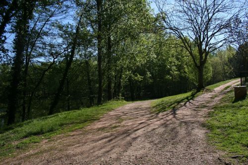 path trees perspective