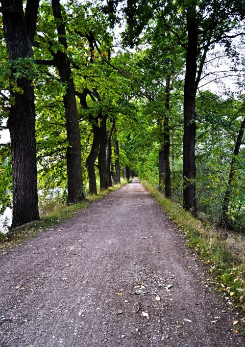 path trees nature