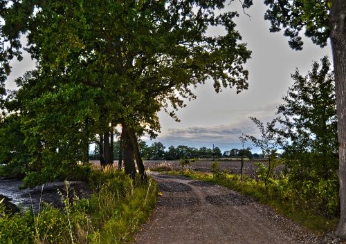 path trees nature