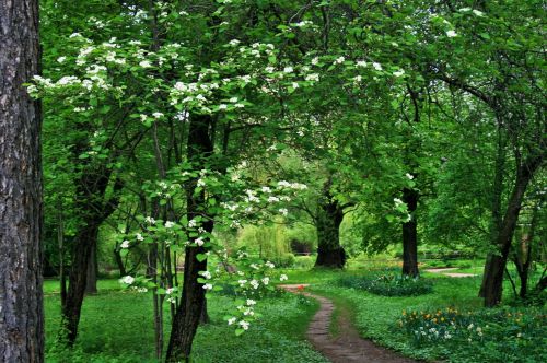 Path Amongst Trees