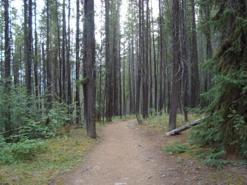 Path In The Woods