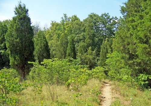 Path Into The Woods