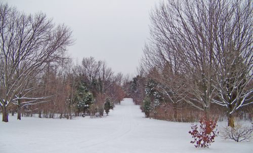 Path Into Woods