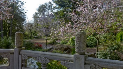 Path Through Cherry Blossoms