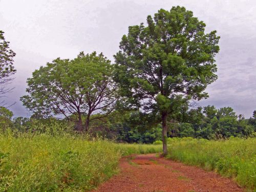 Path Through Field