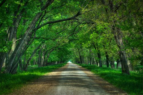 Path Through Forest